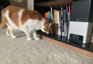 petcube bites 2